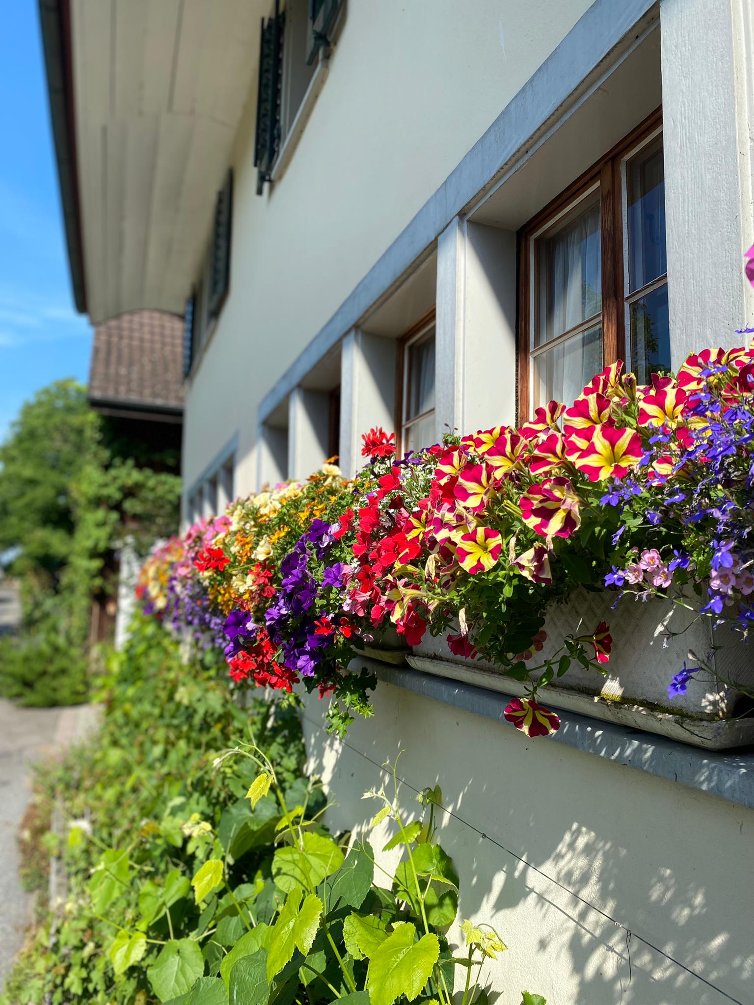 Fensterblumen